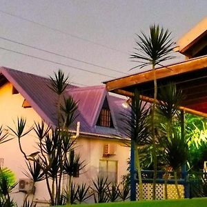Bananaquit Tobago -Stay Near The Beach